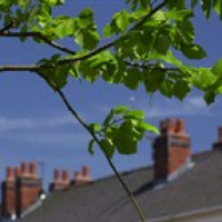 Community Forest Trust avatar image